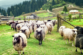 群羊农场的山群羊农场