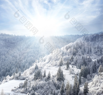 雪森林覆盖雪的山坡上下的明亮的太阳雪森林覆盖雪的山坡上