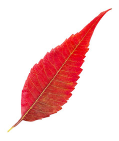 红色的秋天叶孤立的白色背景红色的秋天叶