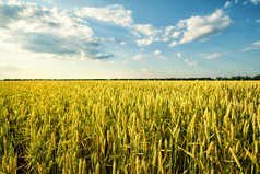 场成熟的小麦下蓝色的多云的天空场成熟的小麦下蓝色的天空