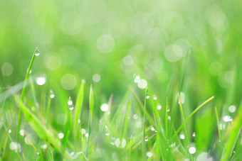 绿色草与露水滴拍摄背光绿色草与露水滴