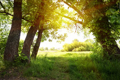 路径下绿色树的太阳夏天的概念的开始新路径旅行和自由路径下绿色树的太阳