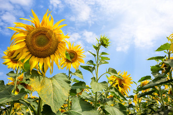 花黄色的向日葵下明亮的夏天太阳夏天景观的概念新一天增长和发展花黄色的向日葵下明亮的夏天太阳