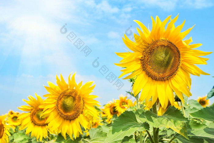 明亮的开花向日葵花下的明亮的夏天太阳夏天景观的概念新一天增长和发展明亮的开花向日葵花下的明亮的夏天太阳