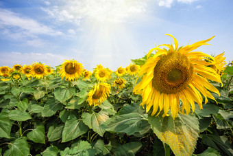 明亮的开花向日葵花下的明亮的太阳夏天景观的概念新一天<strong>增长</strong>和发展明亮的开花向日葵花下的明亮的太阳