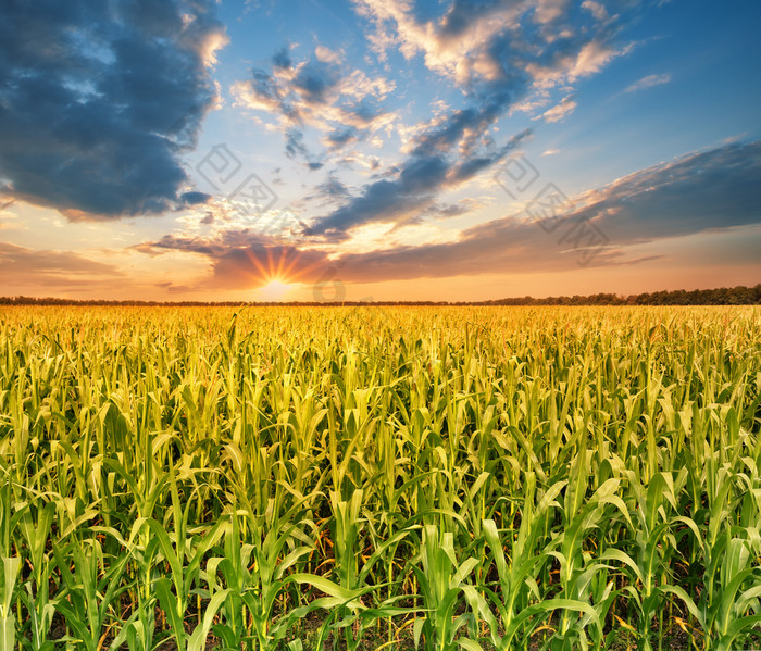 场与玉米日落夏天景观的概念丰富的收获增长和发展场与玉米日落