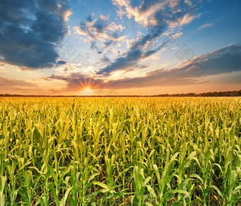 场与玉米日落夏天景观的概念丰富的收获增长和发展场与玉米日落