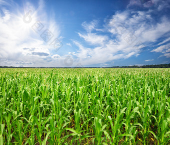场与玉米下的明亮的太阳夏天景观的概念丰富的收获增长和发展场与玉米下的明亮的太阳