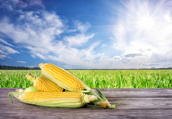 成熟的玉米表格的背景玉米<strong>田</strong>夏天拼贴画的概念丰富的收获和自然食物成熟的玉米表格的背景玉米<strong>田</strong>