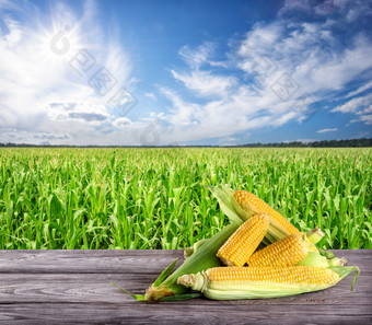 成熟的黄色的玉米木表格的<strong>背景</strong>玉米田夏天景观的概念丰富的<strong>收获</strong>和自然食物成熟的黄色的玉米木表格的<strong>背景</strong>玉米田