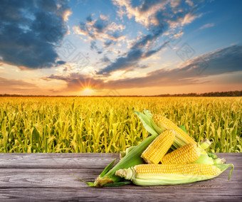 美味的玉米与叶子木表格对的背景玉米田夏天日落景观的概念丰富的收获和自然食物美味的玉米与叶子木表格对的背景