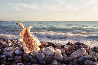 <strong>华丽</strong>的壳牌的多石的海海岸海景的概念自由和旅行<strong>华丽</strong>的壳牌的多石的海海岸