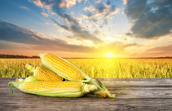 成熟的玉米表格的背景玉米<strong>田</strong>日落夏天拼贴画的概念丰富的收获和自然食物成熟的玉米表格的背景玉米<strong>田</strong>日落