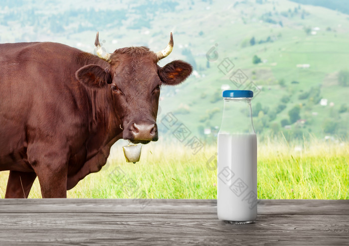 瓶牛奶和牛与贝尔的背景的概念自然产品和健康的食物瓶牛奶和牛与贝尔的背景