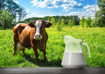 <strong>玻璃壶</strong>与牛奶木表格与棕色（的）牛放牧绿色草地农村景观夏天<strong>玻璃壶</strong>与牛奶木表格与棕色（的）牛