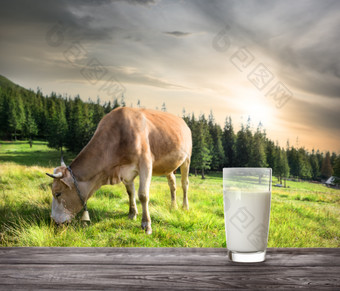 玻璃牛奶对背景米色牛山牧场的概念自然食物玻璃牛奶对背景米色牛牧场