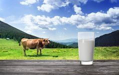 玻璃牛奶对山牧场与牛的概念自然食物和产品玻璃牛奶对山牧场与牛