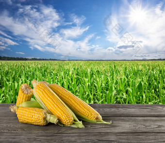 <strong>一些</strong>成熟的玉米木表格的背景玉米田的概念农业<strong>一些</strong>成熟的玉米木表格的背景玉米