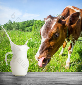 牛拉他的舌头壶牛奶与飞溅壶牛奶站木表格对的背景棕色（的）牛牧场牛拉他的舌头壶牛奶与飞溅