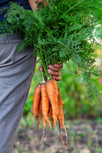 胡萝卜收获的手女人农民女人站与她的回来持有群撕裂胡萝卜的概念收获和园艺胡萝卜收获手女人农民