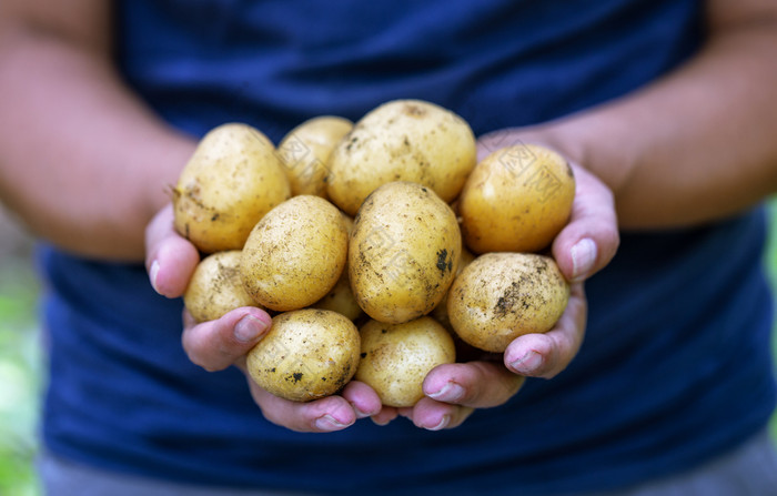 收获土豆的手的农民女人农民持有土豆她的手的概念潦草和丰富的收获收获土豆手农民