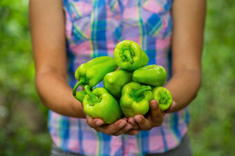 收获<strong>甜蜜</strong>的胡椒的手女人农民的概念作物增长和繁荣收获<strong>甜蜜</strong>的胡椒的手女人农民
