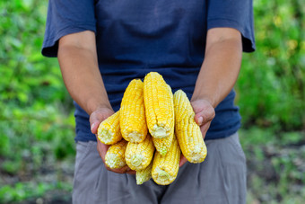 玉米玉米穗轴的手女人农民的概念生态产品健康的营养和收获玉米玉米穗轴手女人农民