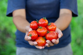 红色的成熟的西红柿从的花园的手女人<strong>农民</strong>的概念有机食物健康的营养和收获红色的成熟的西红柿从花园手<strong>农民</strong>