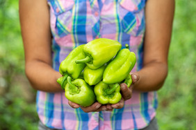 成熟的贝尔辣椒的手女人农民的有机食物健康的营养和收获成熟的贝尔辣椒手女人农民