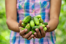 成熟的黄瓜的扩展手女人农民的有机食物健康的营养和收获成熟的黄瓜扩展手女人农民