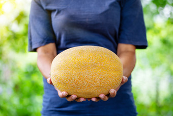 黄色的瓜的扩展手女人<strong>农民</strong>的概念环境友好的产品健康的营养收获黄色的瓜的扩展手女人<strong>农民</strong>
