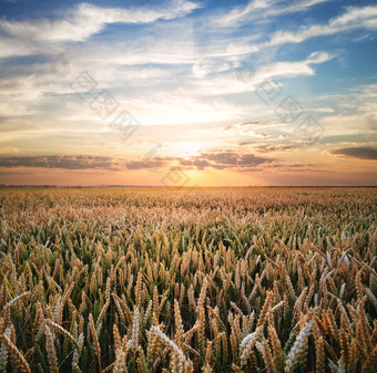 小麦场日落的概念环保产品夏天景观小麦场日落