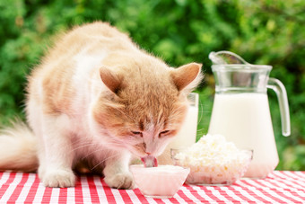 红色的猫吃酸奶油表格猫舔酸奶油从透明的碗表格与网纹桌布对的背景乳制品产品自然绿色背景自然乡村食物概念红色的猫吃酸奶油表格