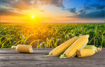 玉米穗轴玉米木表格对的背景玉米田日落玉米穗轴玉米木表格对的背景玉米田日落