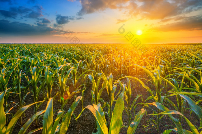 玉米场日落与明亮的太阳玉米场日落与明亮的太阳