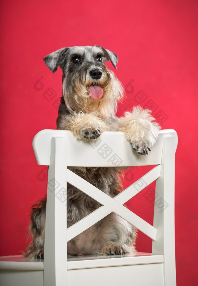 微型雪纳瑞犬狗站椅子与他的前面爪子休息他的回来工作室摄影红色的背景微型雪纳瑞犬狗站椅子与他的前面爪子休息他的回来