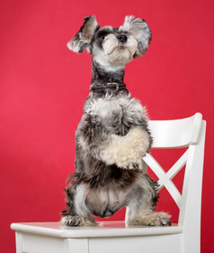 微型雪纳瑞犬狗站它的后腿白色椅子的工作室红色的背景的地方为文本空白为设计项目微型雪纳瑞犬狗站它的后腿白色椅子工作室