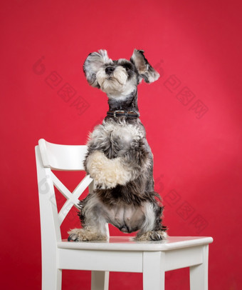 微型雪纳瑞犬狗站它的后腿椅子的工作室白色椅子红色的背景的地方为文本空白为设计项目微型雪纳瑞犬狗站它的后腿椅子