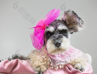 肖像微型雪纳瑞犬狗装饰粉红色的他肖像微型雪纳瑞犬狗装饰粉红色的他