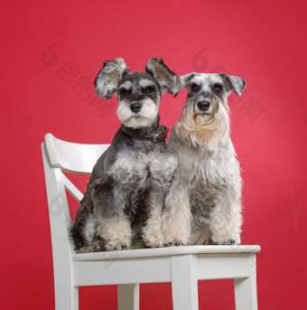 肖像两个微型雪纳瑞犬狗白色椅子工作室与红色的背景肖像两个微型雪纳瑞犬狗白色椅子工作室
