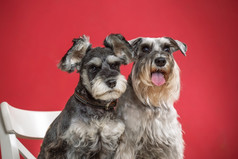 肖像两个微型雪纳瑞犬狗工作室与红色的背景肖像两个微型雪纳瑞犬狗