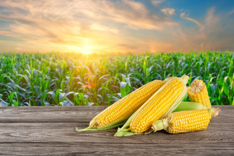 成熟的玉米木表格对的背景玉米田成熟的玉米表格对背景玉米田