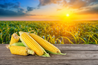 成熟的玉米木表格对的背景玉米场日落成熟的玉米木表格对背景玉米场日落