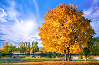 树与明亮的橙色秋天树叶湖的海岸群鹅秋天农村景观树与明亮的橙色秋天树叶湖