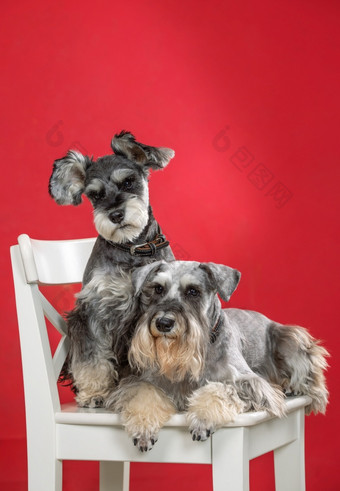 两个<strong>微型</strong>雪纳瑞犬狗白色椅子红色的背景工作室摄影两个<strong>微型</strong>雪纳瑞犬狗白色椅子