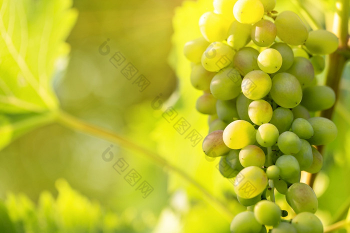 群绿色葡萄分支明亮的太阳自然背景群绿色葡萄分支