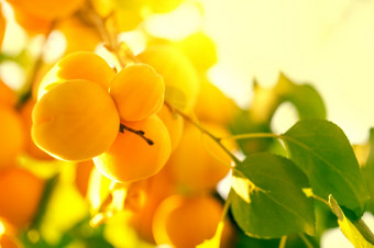 成熟的黄色的杏子分支明亮的太阳自然背景成熟的黄色的杏子分支
