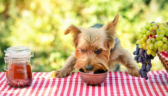 的狗吃食物从碗表格与红色的网纹桌布附近的Jar小时和野餐篮子与葡萄阳光明媚的一天漫画野餐概念的狗吃食物从碗表格与红色的网纹桌布