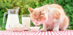 红色的猫吃酸奶油与舌头表格与乳制品产品自然绿色背景绿色产品概念红色的猫吃酸奶油与舌头表格与乳制品产品