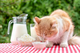 红色的猫表格与乳制品产品吃酸奶油与他的舌头自然绿色<strong>背景</strong>夏天一天<strong>环保</strong>自然产品凹陷红色的猫表格与乳制品产品吃酸奶油与他的舌头